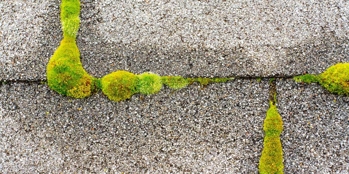 moss and algae on roof